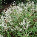 Persicaria wallichii